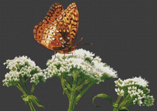 (image for) Fritillary on Bonset